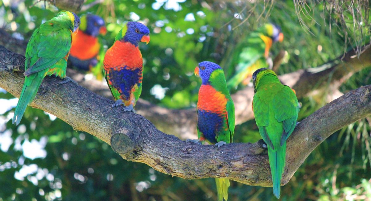Colorful garden with birds